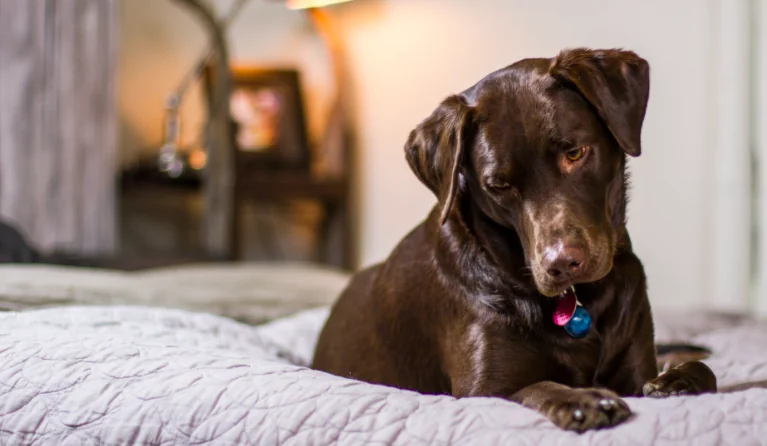 Le grandi qualità del Labrador